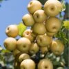 Yoinashi Asian Pear -Zone Trees Store yoinashi pear