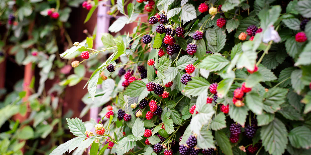 Zone Trees Store -Zone Trees Store Grow a Fruit Orchard in Your Garden wallacegardencenter 6721