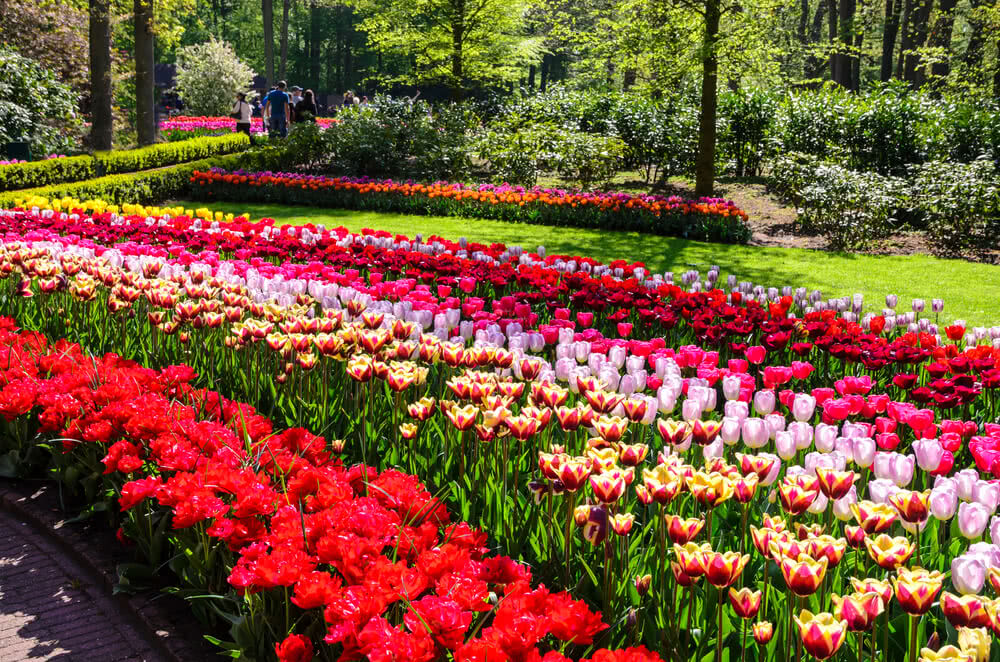 Zone Trees Store -Zone Trees Store shutterstock 428313904